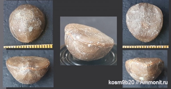 brachiopoda