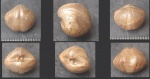 Брахиопода 12 Howelella sp.?