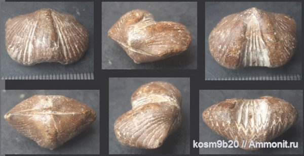 brachiopoda
