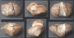 Предположительно Platystrophia