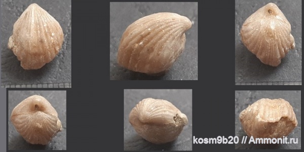 brachiopoda