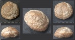 Предположительно Hemipronites transversa (Pander, 1830)