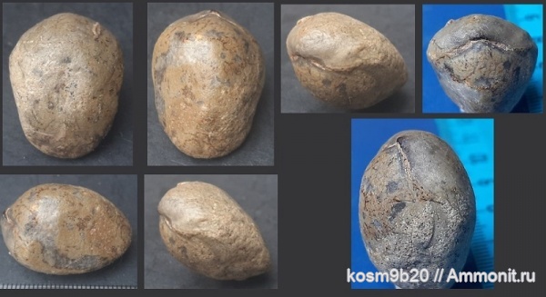 brachiopoda