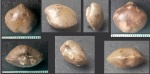 Didymothyris collaris sp.
