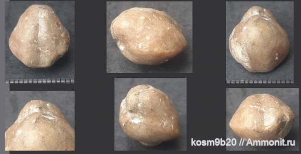 brachiopoda