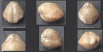 Didymothyris