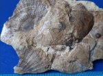 1. Предположительно Schuchertella