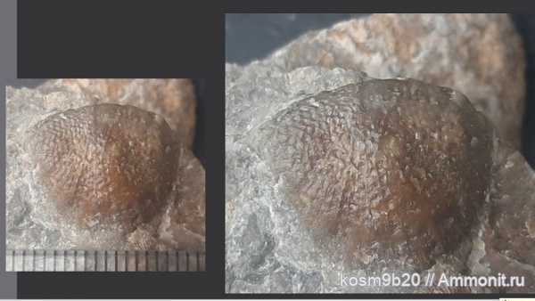 brachiopoda