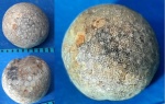 Cyclocrinites spasskii Eichwald