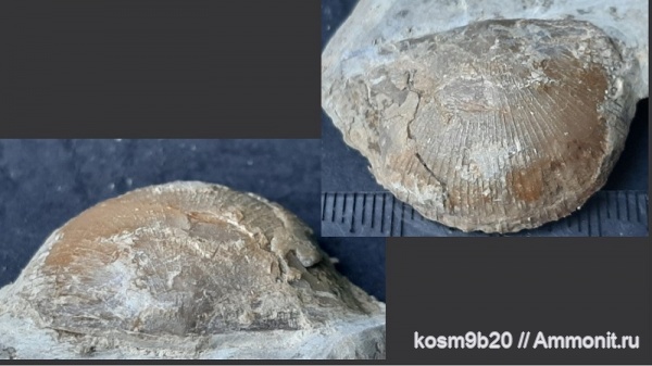 brachiopoda