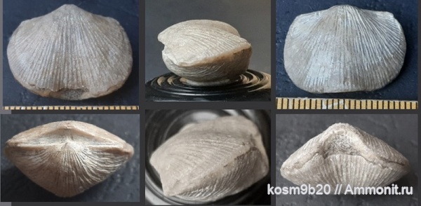 brachiopoda