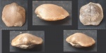 Orthida