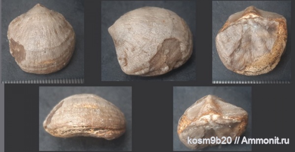brachiopoda