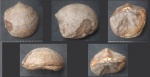 Billingsellida /Clitambonites sp.