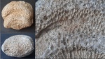 Favosites Favosites