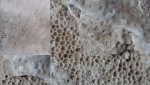 Favosites и Heliolitida Favosites и Heliolitida