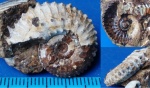 Kosmoceras