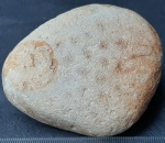 Thamnasteria
