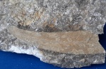 Мшанка Ptilodictya lanceolata