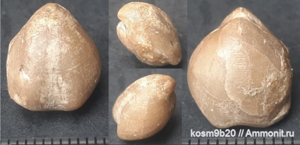brachiopoda