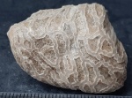 Halysitida