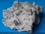 Коралл Parastriatopora?