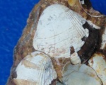 Двустворка Protocardia concinna?
