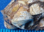 Гастропода Proconulus