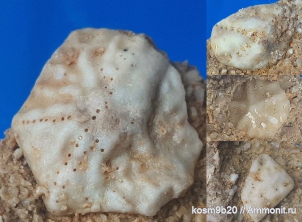 Hemicosmites