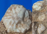 Таблички Hemicosmites?