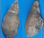 Hexameroceras