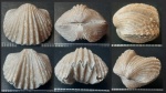 Брахиопода Platystrophia sp. ?