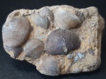 ENTELETACEA