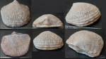 Gonambonites sp.
