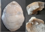Предположительно Terebratulida sp. ?