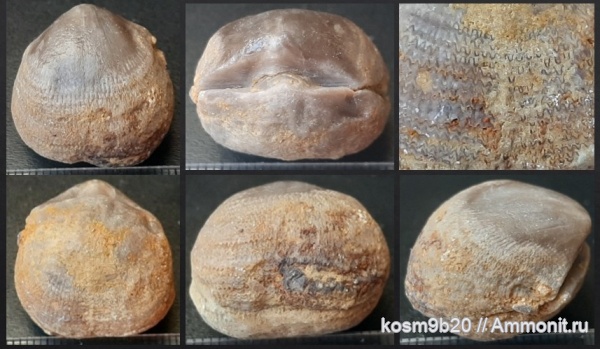 brachiopoda