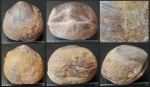 Clitambonites sp.