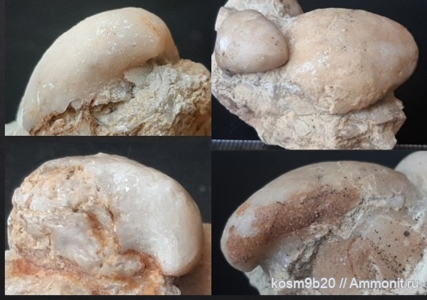 brachiopoda