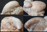 Предположительно Pentamerus borealis ?