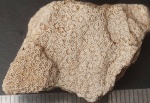 Palaeoporitinae. род. Trochiscolithus