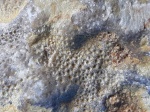 Подкласс Heliolitoidea,  Protaraea sp.