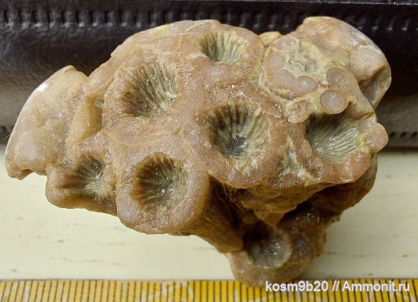 Entelophyllum