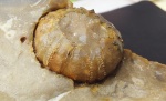 Морские ежи