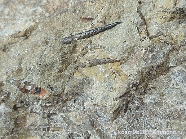 monograptus