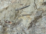 Monograptus ?