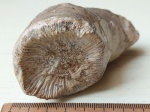Rugosa