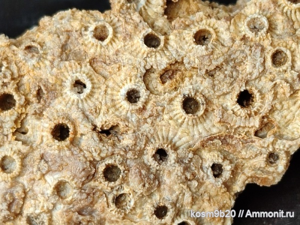 Sarcinula organum