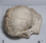 Gigantoproductus