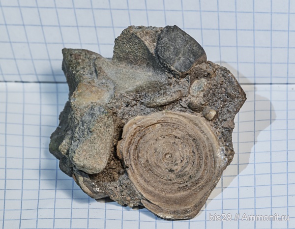 Foraminifera