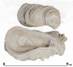 Ostreidae Фиолент
